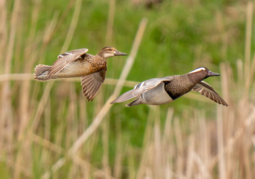 Garganey