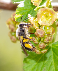 Andrena rufosignata