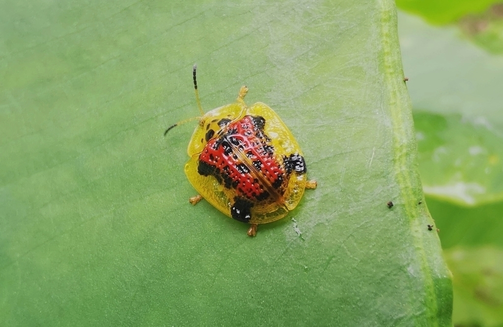 Laccoptera burmensis