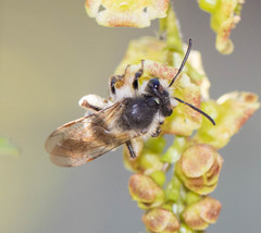 Andrena rufosignata