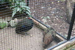 Afropavo congensis
