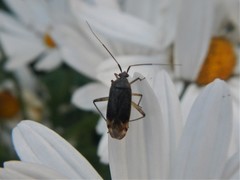 Closterotomus annulus