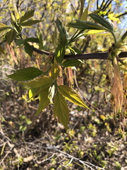 Acer negundo