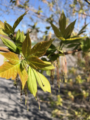 Acer negundo