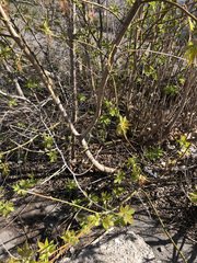 Acer negundo