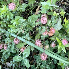Trifolium physodes