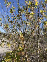 Acer negundo