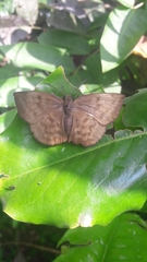 Achlyodes pallida