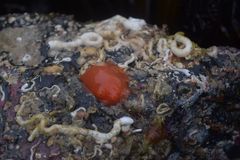 Cnemidocarpa finmarkiensis