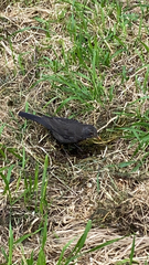 Turdus merula