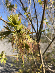 Acer negundo
