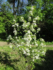 Pyrus boissieriana