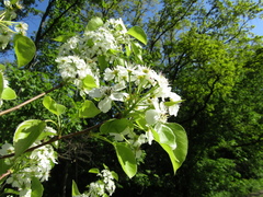 Pyrus boissieriana