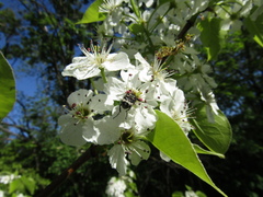 Pyrus boissieriana