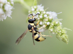 Euodynerus variegatus