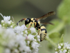 Euodynerus variegatus