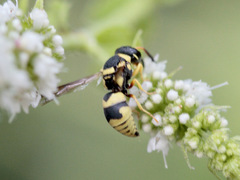 Euodynerus variegatus