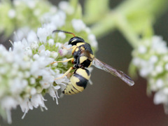 Euodynerus variegatus