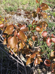 Populus tremuloides