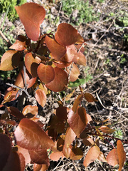 Populus tremuloides
