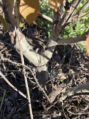 Populus tremuloides