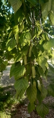 Betula pubescens