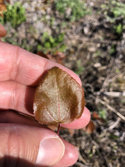 Populus tremuloides