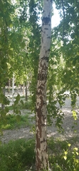Betula pubescens