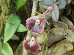 Epidendrum porpax