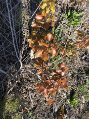 Populus tremuloides