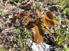 Populus tremuloides