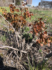 Populus tremuloides