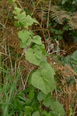 Calystegia tuguriorum