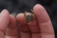 Hapalogaster mertensii
