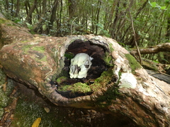 Cervus nippon yakushimae