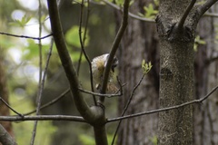 Pheucticus ludovicianus