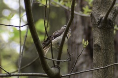 Pheucticus ludovicianus