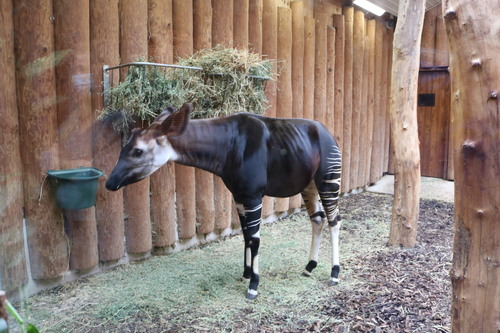 Okapi, photo 8 of 8