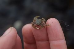 Hapalogaster mertensii