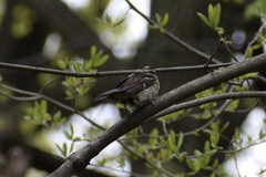 Pheucticus ludovicianus