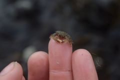 Hapalogaster mertensii