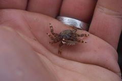 Hapalogaster mertensii