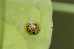 Deloyala guttata
