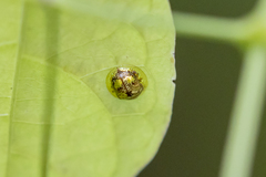 Deloyala guttata