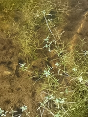 Callitriche brutia