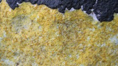 Xanthocarpia ochracea