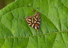 Hemerophila albertiana
