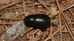 Dyscinetus morator