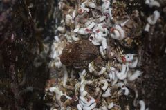 Hemithiris psittacea