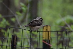 Pheucticus ludovicianus